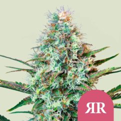 Royal Runtz – Feminizovaná cannabis semena