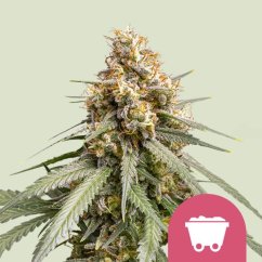 Shining Silver Haze – Feminized Cannabis Seeds