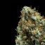 Shining Silver Haze – Feminized Cannabis Seeds