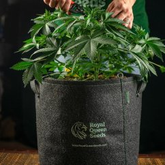 RQS Geotextile Grow Bag | Prodyšný květináč pro zdravý kořenový systém
