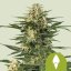 Green Gelato Auto – Autoflowering Cannabis Seeds