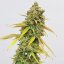Special Queen 1 – Feminized Cannabis Seeds