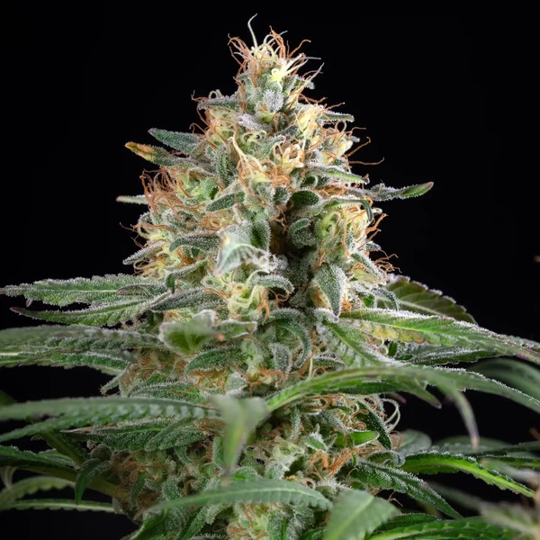 Sherbet Queen – Feminized Cannabis Seeds