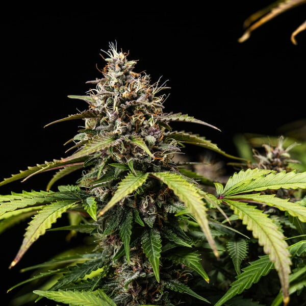 White Widow Auto – Autoflowering Cannabis Seeds