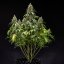 Cookies Gelato Auto – Autoflowering Cannabis Seeds
