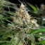 Sherbet Queen – Feminized Cannabis Seeds