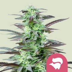 Skunk XL – Feminized Cannabis Seeds