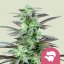 Skunk XL – Feminized Cannabis Seeds