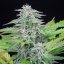 Critical (Critical Mass) – Feminized Cannabis Seeds