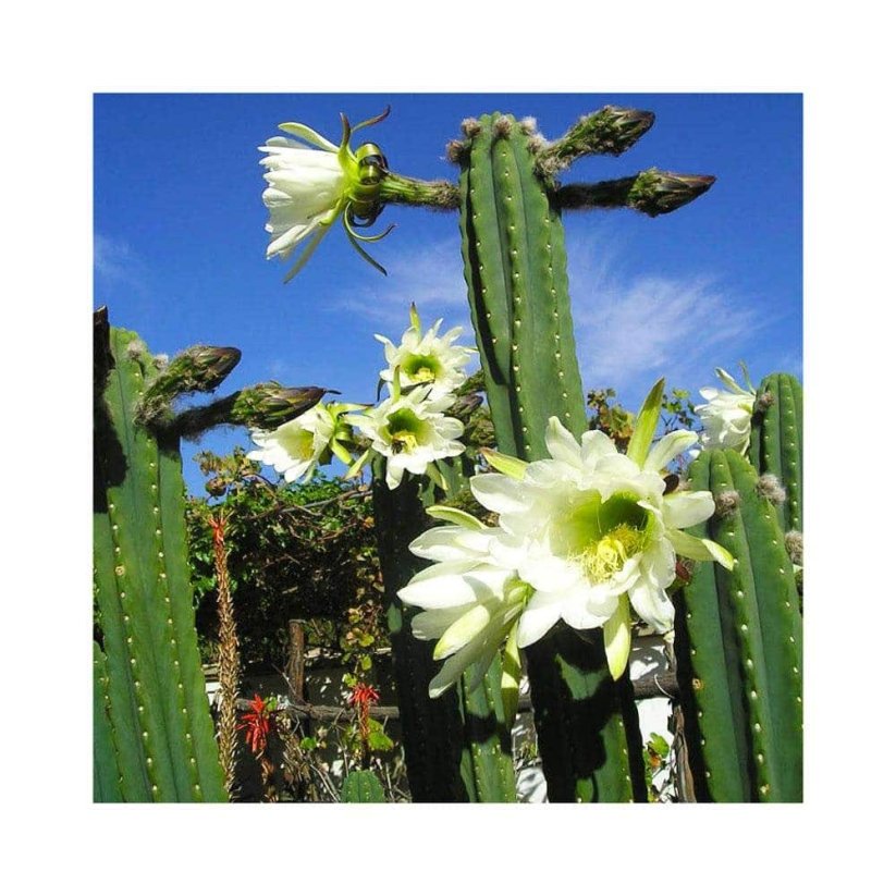 Sada na pěstování kaktusu - San pedro - Trichocereus pachanoi