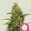 Northern Light – Feminized Cannabis Seeds
