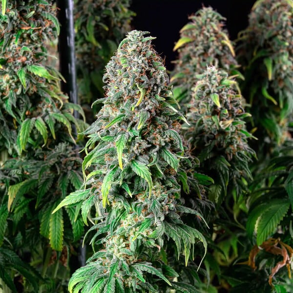 Wedding Gelato – Feminized Cannabis Seeds