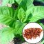 Virginiatabak (Nicotiana tabacum) - Samen - 20 Samen