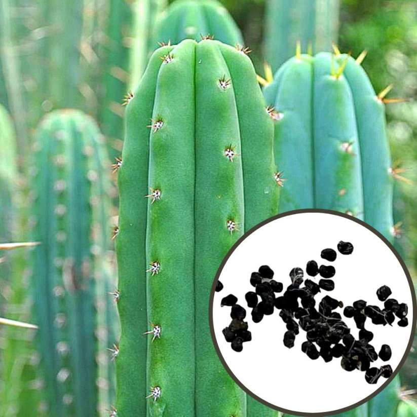 San pedro - Trichocereus pachanoi - Semena - 20x