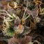 White Widow Auto – Autoflowering Cannabis Seeds