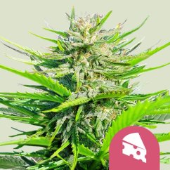 Royal Cheese (Fast Flowering) – Feminized Cannabis Seeds