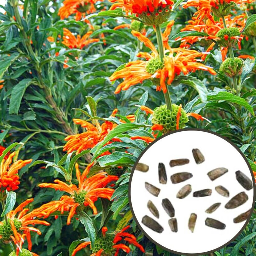 Wild dagga (Leonotis leonurus) - semena - 20x