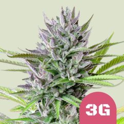 Triple G – Feminized Cannabis Seeds