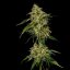 Lemon Shining Silver Haze – Feminized Cannabis Seeds