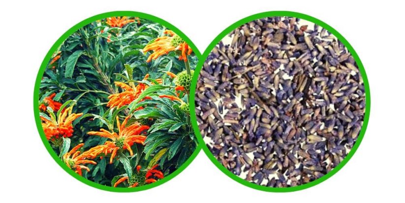 Wilde Dagga (Leonotis leonurus) - Samen - 10x