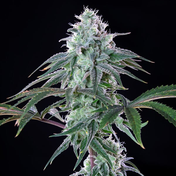 Royal Cheese (Fast Flowering) – Feminized Cannabis Seeds