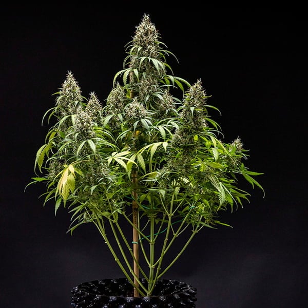 Cookies Gelato Auto – Autoflowering Cannabis Seeds