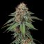 Amnesia Haze – Feminized Cannabis Seeds