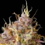 Purple Queen Auto – Autoflowering Cannabis Seeds