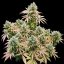 Lemon Shining Silver Haze – Feminized Cannabis Seeds