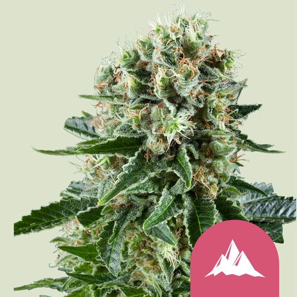 Critical Kush – Feminized Cannabis Seeds