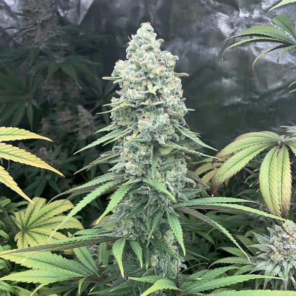 Purple Queen – Feminized Cannabis Seeds