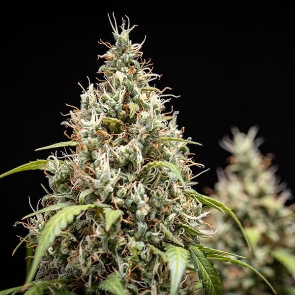 Cookies Gelato Auto – Autoflowering Cannabis Seeds