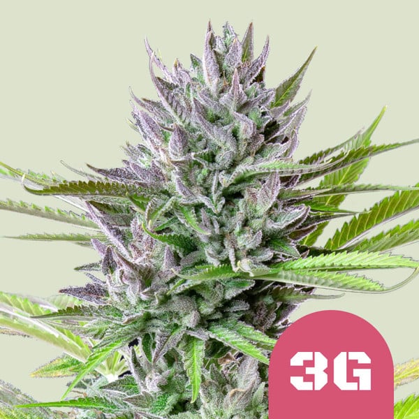 Triple G – Feminized Cannabis Seeds
