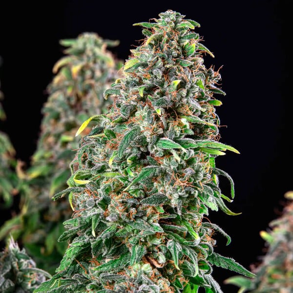 💍 Wedding Gelato – Feminisierte Cannabis-Samen (Wedding Cake x Gelato x Gelato #33)