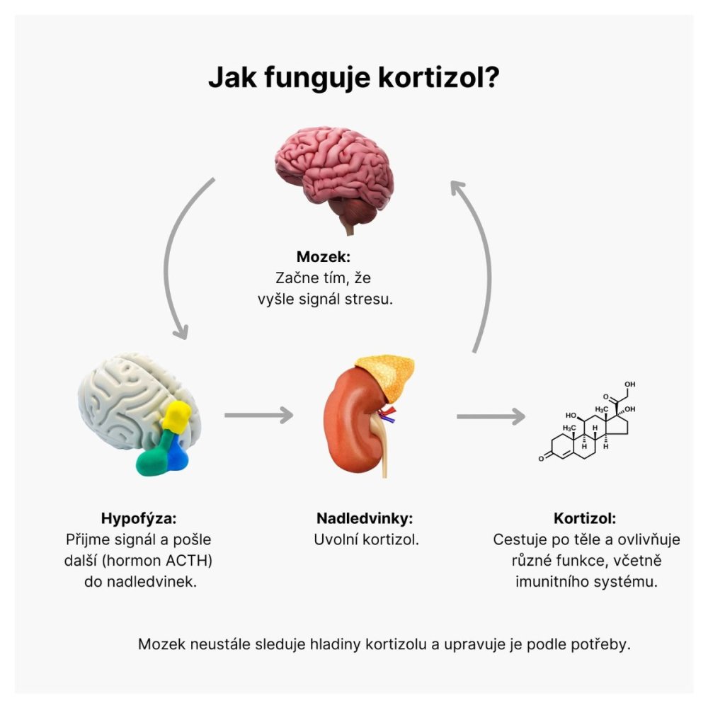 BrainMax Cortisol Stress Support – Komplex pro zvládání stresu (60 rostlinných kapslí)