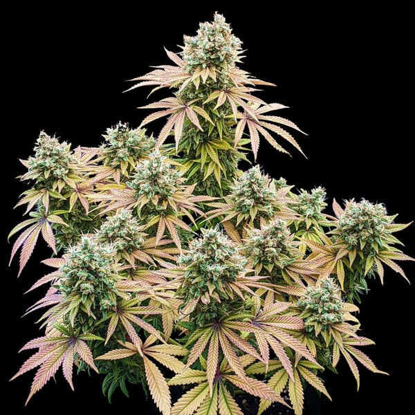 🍋 Lemon Shining Silver Haze – Feminizovaná cannabis semena (Lemon Skunk x Shining Silver Haze)