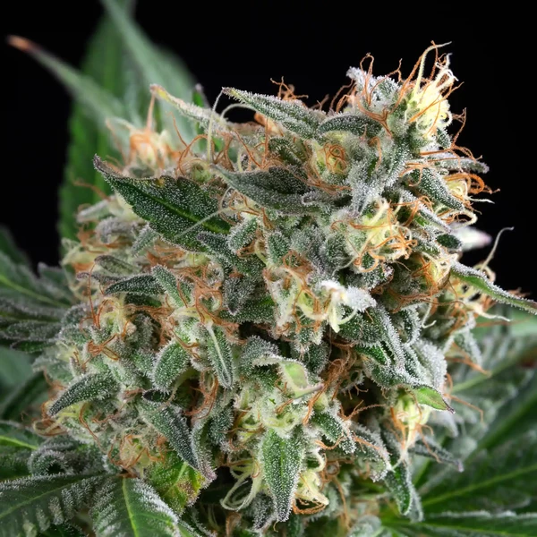 🍧 Sherbet Queen – Feminisierte Cannabis-Samen (Pink Panties x Sunset Sherbet)